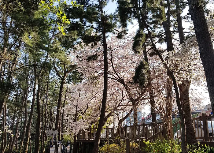 Suntree 2*